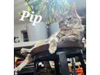 Adopt Pip a Domestic Short Hair