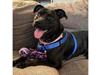 Adopt Tully a American Staffordshire Terrier
