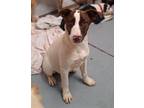 Adopt LOLA BUNNY a Pointer