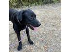 Adopt Eddie a Black Labrador Retriever / Mixed Breed (Medium) / Mixed dog in