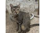 Adopt Sprinkles a Brown or Chocolate Domestic Shorthair / Mixed cat in
