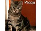 Adopt Peggy a Domestic Short Hair