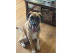 Adopt Birdie a Anatolian Shepherd, Dutch Shepherd