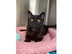 Adopt WUNDER a All Black Domestic Shorthair / Mixed (short coat) cat in San
