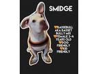 Adopt smidge a Basset Hound, Pit Bull Terrier