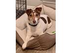 Adopt Ryzo a White - with Brown or Chocolate Jack Russell Terrier / Mixed dog in