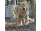 Adopt Sasha a Tan/Yellow/Fawn Chow Chow / Labrador Retriever / Mixed dog in