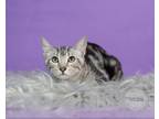 Adopt Clover a Domestic Short Hair, Tabby