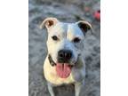 Adopt Dexter a White Boxer / Mixed dog in Daytona Beach, FL (37414842)