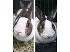 Adopt Penny & Rupert (Bonded Pair) a White American / Mixed rabbit in Encinitas