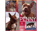 Adopt Penny a Red/Golden/Orange/Chestnut - with White Pit Bull Terrier / Mixed
