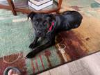 Adopt Brindle Beauty a American Staffordshire Terrier, Black Labrador Retriever