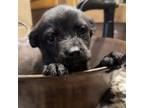 Adopt Elf a Black Labrador Retriever / Mixed Breed (Medium) / Mixed dog in