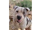 Adopt Marty a White - with Gray or Silver Pit Bull Terrier / Mixed dog in