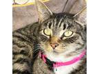 Adopt Tess a Tabby, Domestic Short Hair