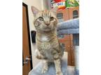 Adopt Oren a Orange or Red Domestic Shorthair / Domestic Shorthair / Mixed cat