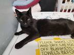 Adopt Samson a All Black Domestic Shorthair / Mixed cat in Bossier City