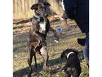 Adopt Lindy a Great Dane, Doberman Pinscher