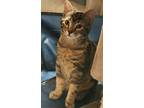 Adopt Almond a Brown Tabby Domestic Shorthair (short coat) cat in Hicksville