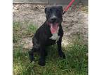 Adopt Layla a Black - with White Labrador Retriever / Mixed dog in Houston