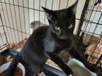 Adopt Colt a All Black Domestic Shorthair (short coat) cat in Cerritos