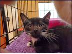 Adopt Cooper a Black & White or Tuxedo Domestic Shorthair (short coat) cat in