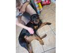 Adopt Lacy a Black - with Brown, Red, Golden, Orange or Chestnut Rottweiler /
