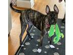 Adopt Stella a Tricolor (Tan/Brown & Black & White) Belgian Malinois / German