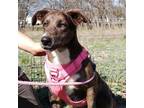Adopt Wanda JC a Brown/Chocolate Dachshund / Mixed Breed (Medium) / Mixed dog in