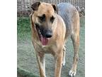 Adopt Hannah a Tricolor (Tan/Brown & Black & White) German Shepherd Dog /