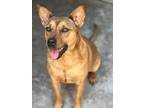 Adopt Dolce a Tan/Yellow/Fawn Husky / Pit Bull Terrier / Mixed dog in Chula