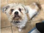 Adopt Luna a Tan/Yellow/Fawn - with White Shih Tzu / Mixed dog in Oak Ridge
