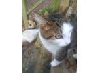 Adopt Precious a Gray, Blue or Silver Tabby American Shorthair (medium coat) cat