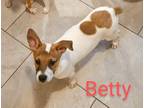 Adopt Betty a White - with Red, Golden, Orange or Chestnut Hound (Unknown Type)