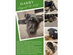 Adopt Darby a Black - with Brown, Red, Golden, Orange or Chestnut Patterdale
