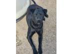 Adopt Cora Black a Black Pit Bull Terrier / Mixed dog in Crosbyton