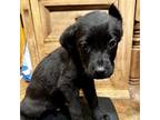 Adopt Elton a Black Labrador Retriever / Mixed Breed (Medium) / Mixed dog in