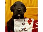 Adopt Eric a Black Labrador Retriever / Mixed Breed (Medium) / Mixed dog in
