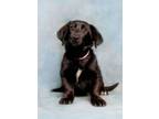 Adopt Josephine a Basset Hound, Labrador Retriever