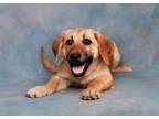 Adopt Marina a Basset Hound, Labrador Retriever