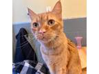 Adopt Morris a Orange or Red Domestic Shorthair / Domestic Shorthair / Mixed cat