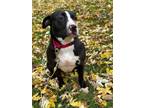 Adopt Maizey a Pit Bull Terrier, Labrador Retriever