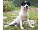 Adopt Domino a White Border Collie / Mixed dog in Tyler, TX (34631401)