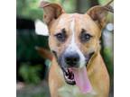 Adopt Duncan a Tan/Yellow/Fawn Black Mouth Cur / Boxer / Mixed dog in QUINCY