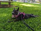 Adopt Raiderette a Pit Bull Terrier
