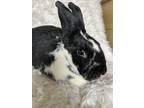 Adopt Cadbury a English Spot rabbit in Naples, FL (37460628)
