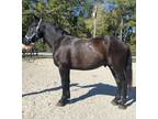 Percheron cross gelding