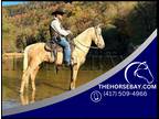 Palomino Kentucky Mountain Husband Safe, Trail Gelding - Available on
