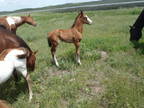 Weanling Stud Colt APHA