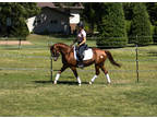 Sport Pony, athletic, talented